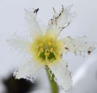 Image of Nymphoides senegalensis