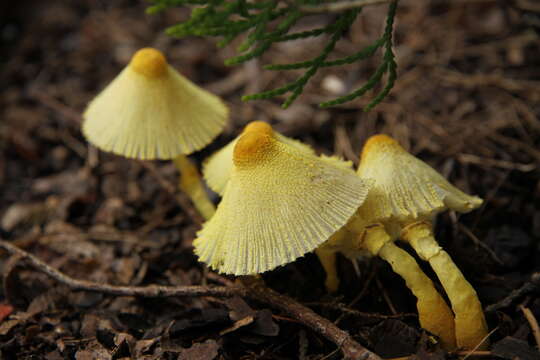 Image de Lépiote jaune