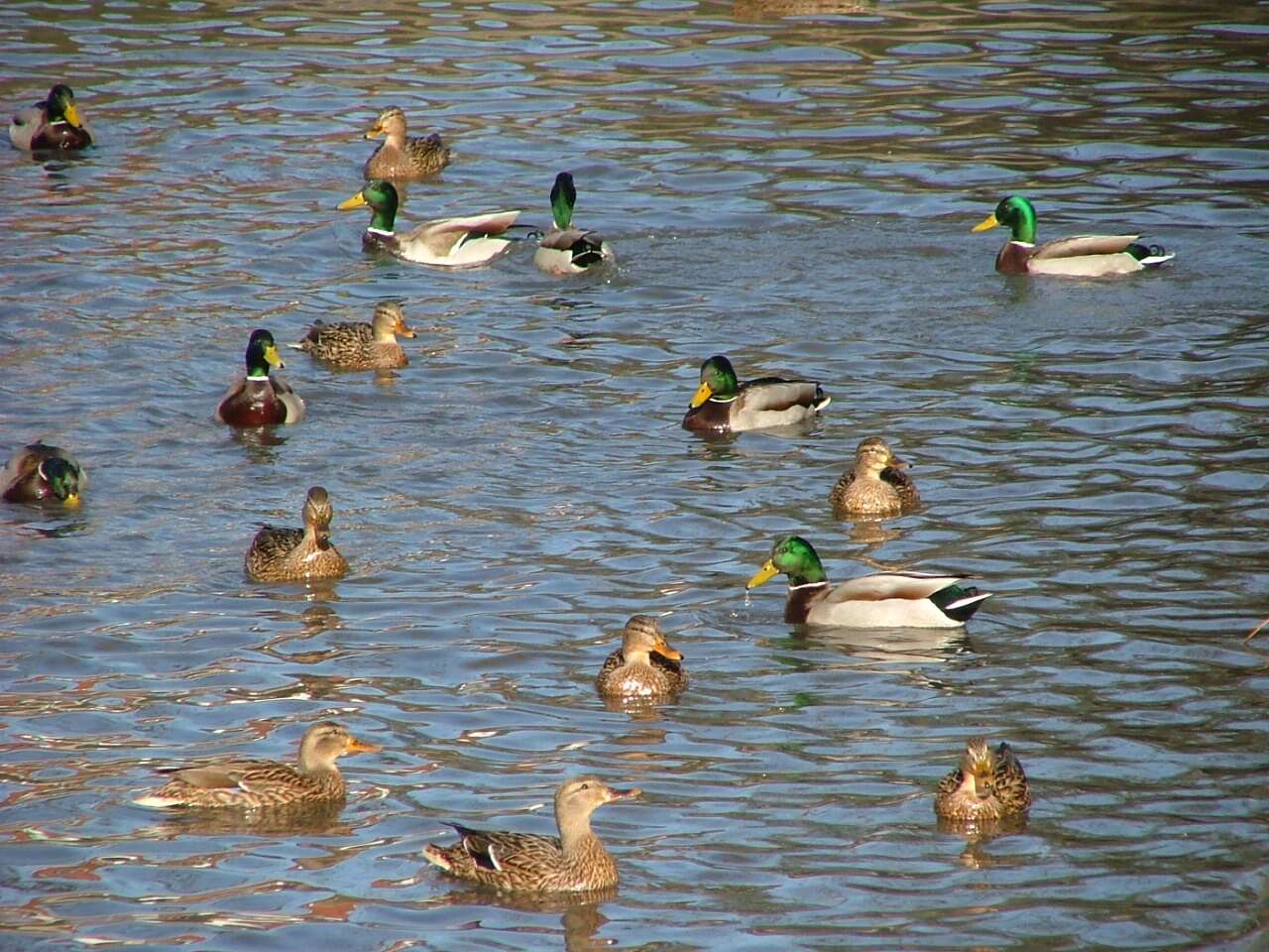 Image of Common Mallard