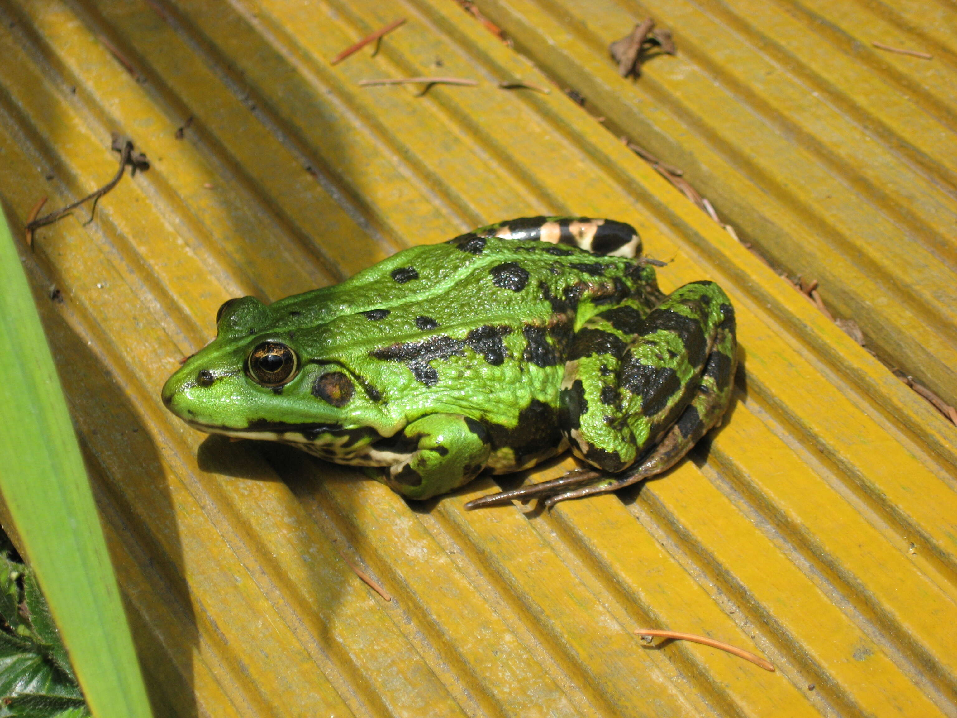 Image de Petite grenouille verte