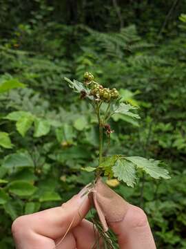 صورة Rubus recurvans Blanchard