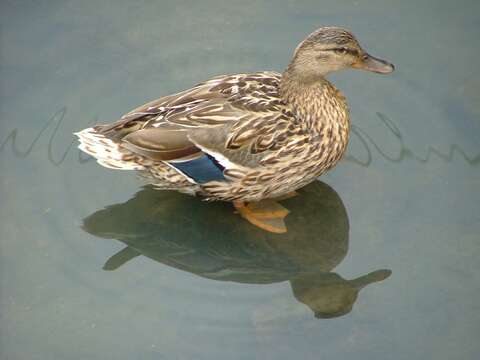 Image of Common Mallard