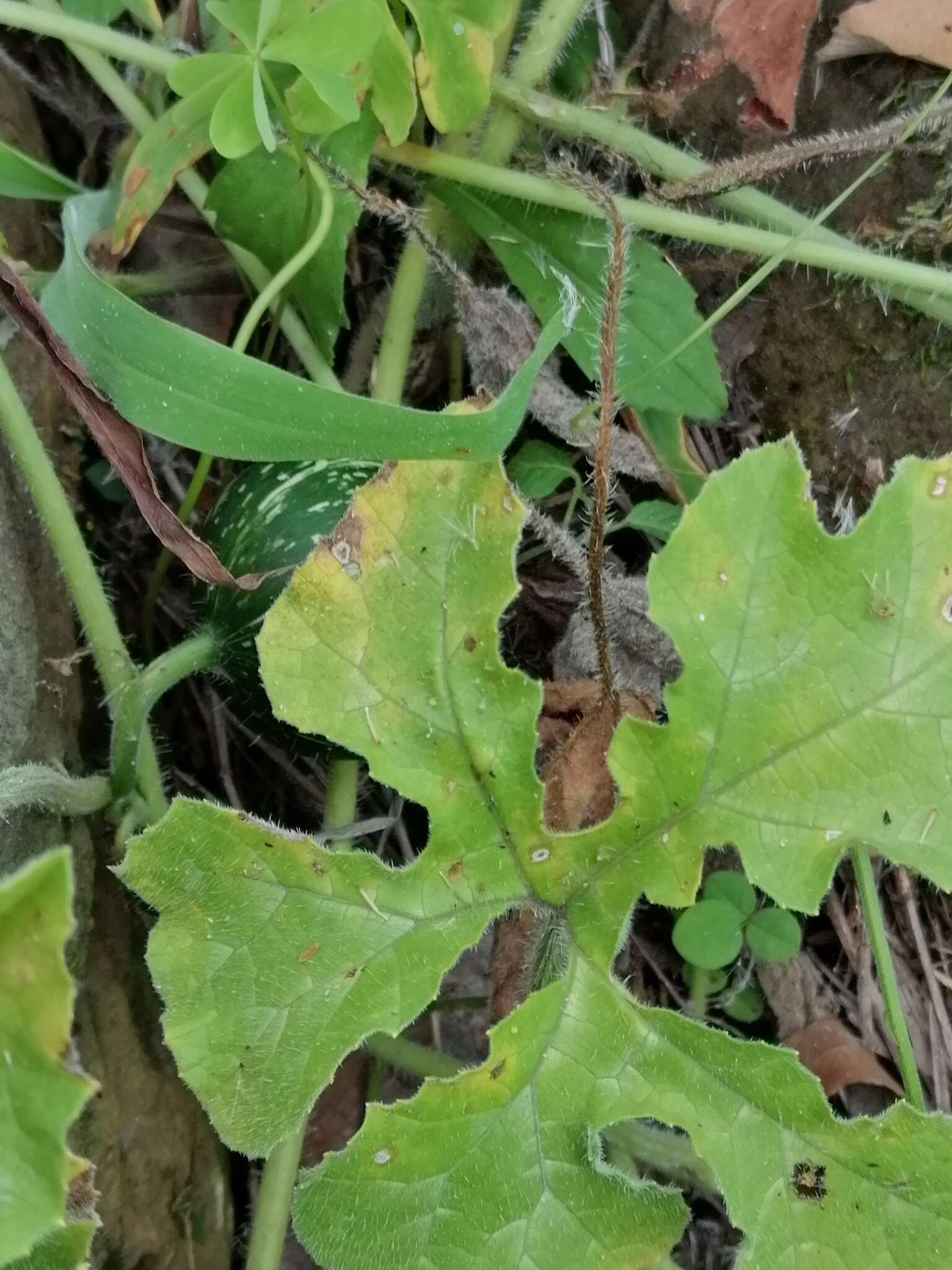 Imagem de Cucurbita radicans Naud.