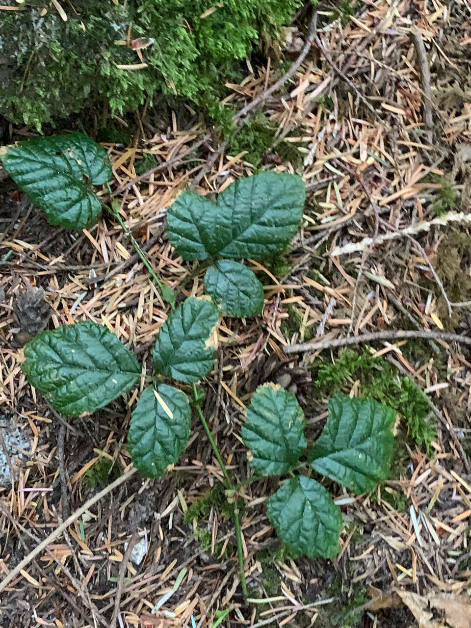 Image of snow raspberry