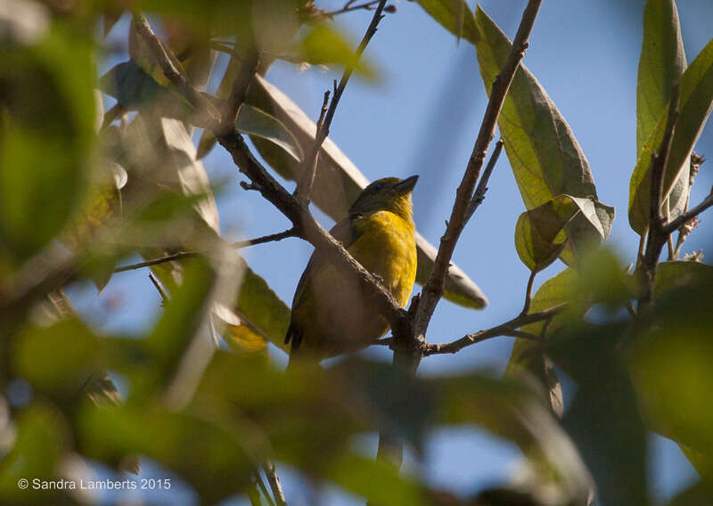 Euphonia violacea (Linnaeus 1758)的圖片