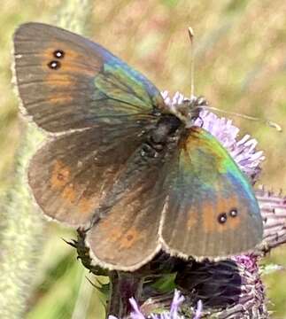 صورة Erebia cassioides Esper 1790