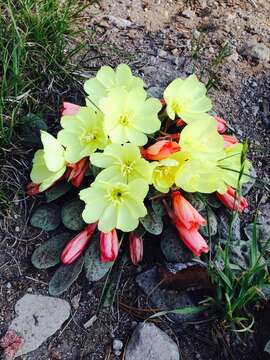 Image of woodyfruit evening primrose