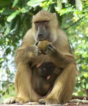 Image of Yellow Baboon