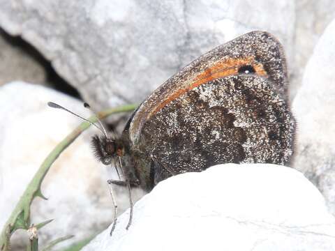 Image of Silky Ringlet