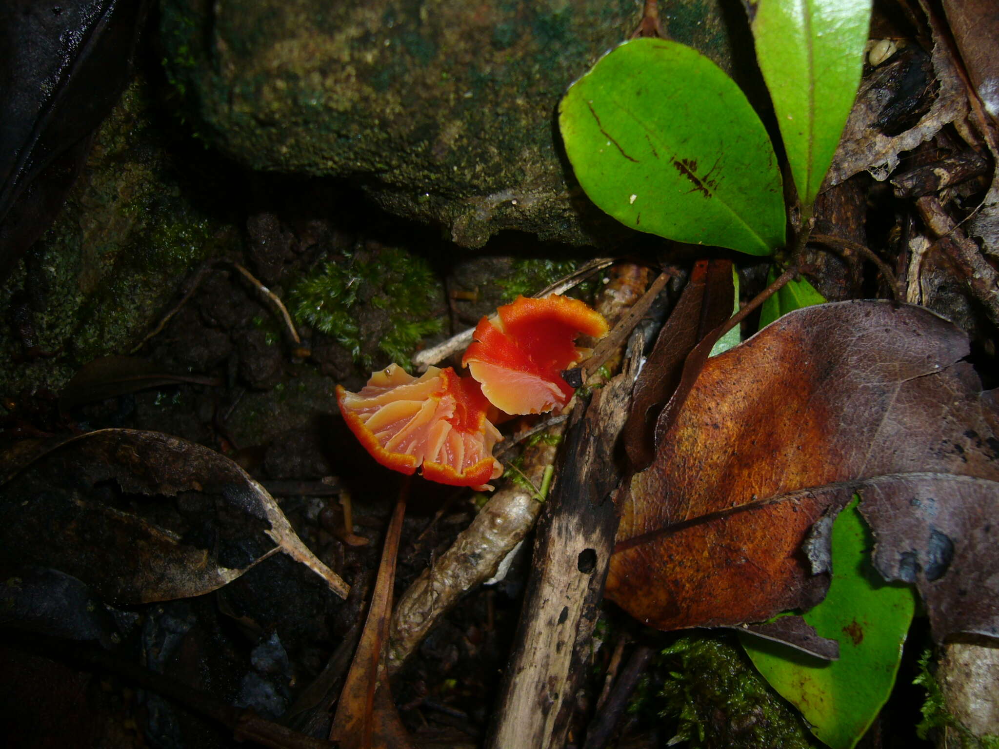 Image of Hygrocybe miniata (Fr.) P. Kumm. 1871