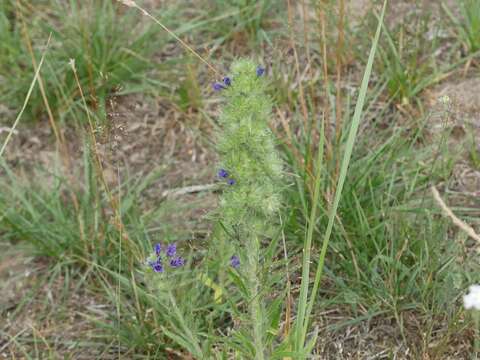 Image of <i>Aceria echii</i>