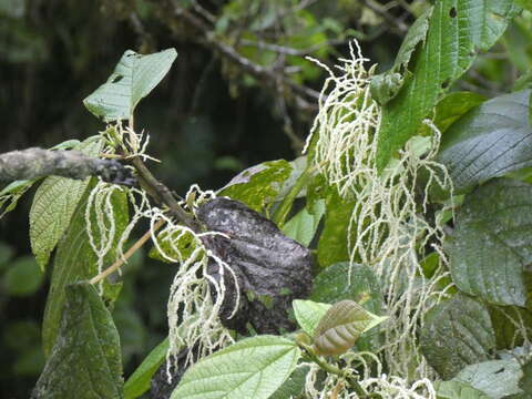 Image of Myriocarpa longipes Liebm.