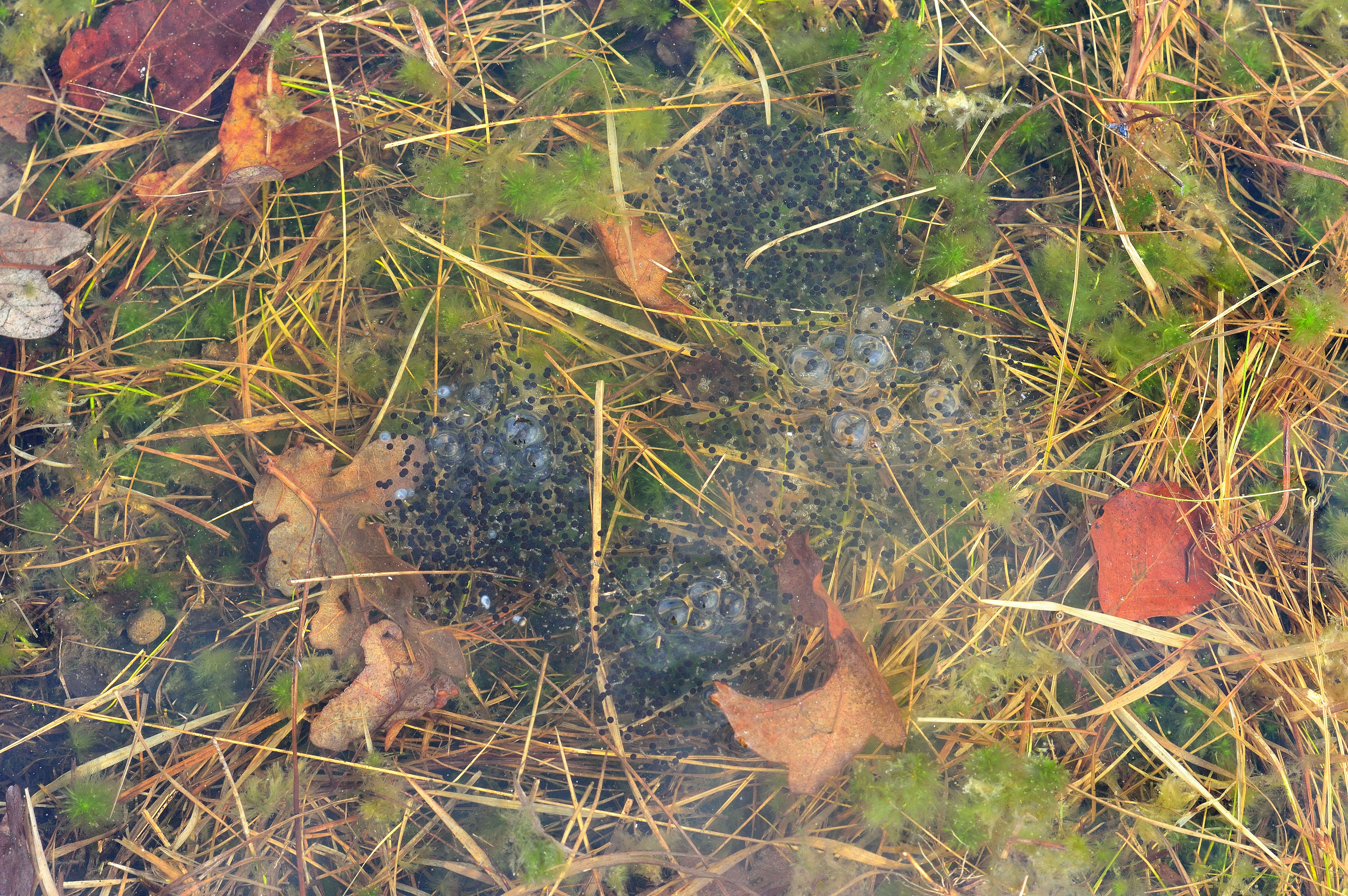 Image of Altai Brown Frog (Altai Mountains Populations)