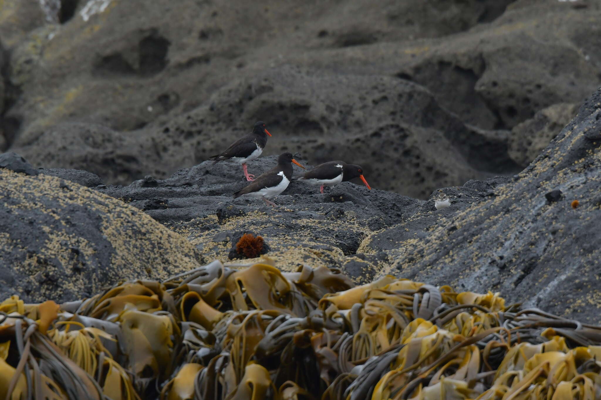 Image of Chatham Island Pied Oystercatcher