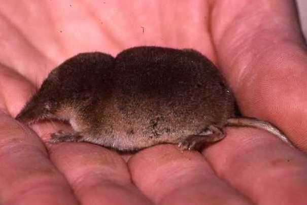 Image of jersey shrew, french shrew, millets shrew