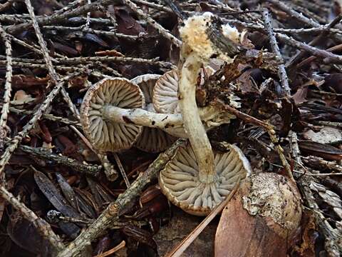 Asterophora parasitica (Bull.) Singer 1951 resmi