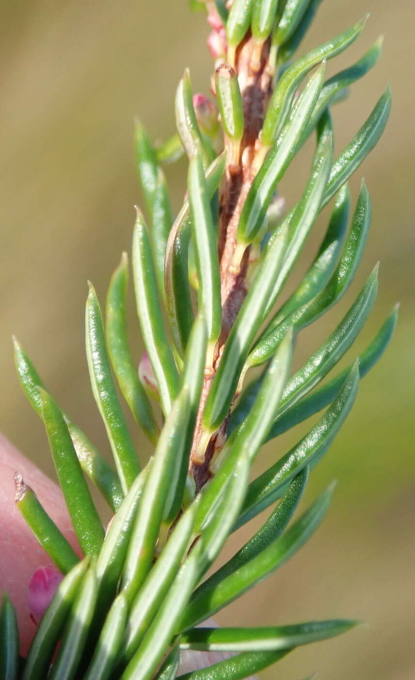 Image of Erica regerminans L.