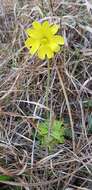 Image of yellow butterwort