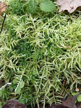 Image of hair-pointed feather-moss