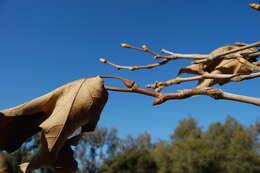 Imagem de Platanus racemosa Nutt. ex Audubon