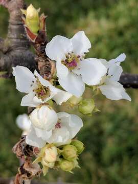 Image of Chinese pear