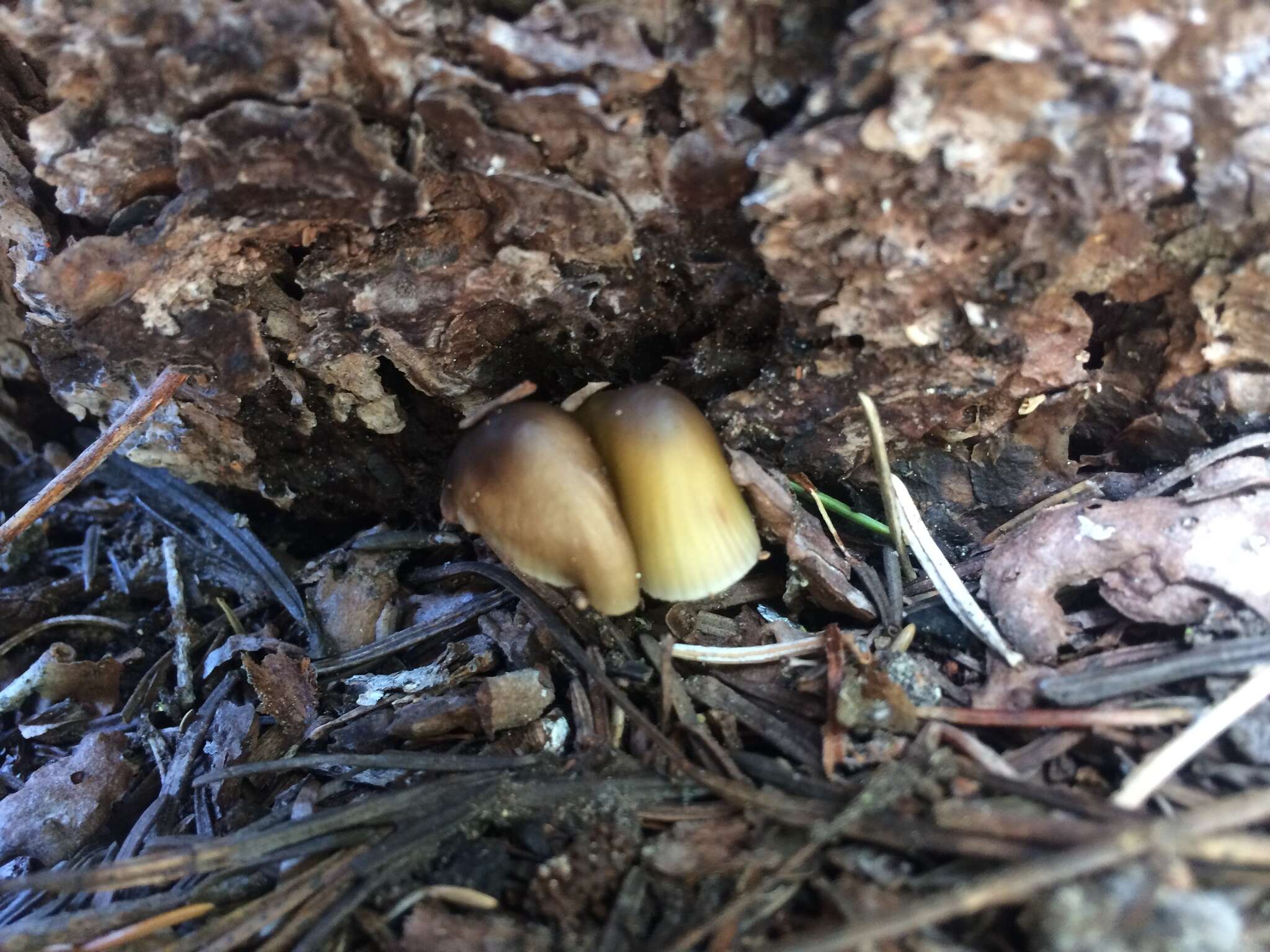 Sivun Mycena nivicola B. A. Perry & Desjardin 2016 kuva