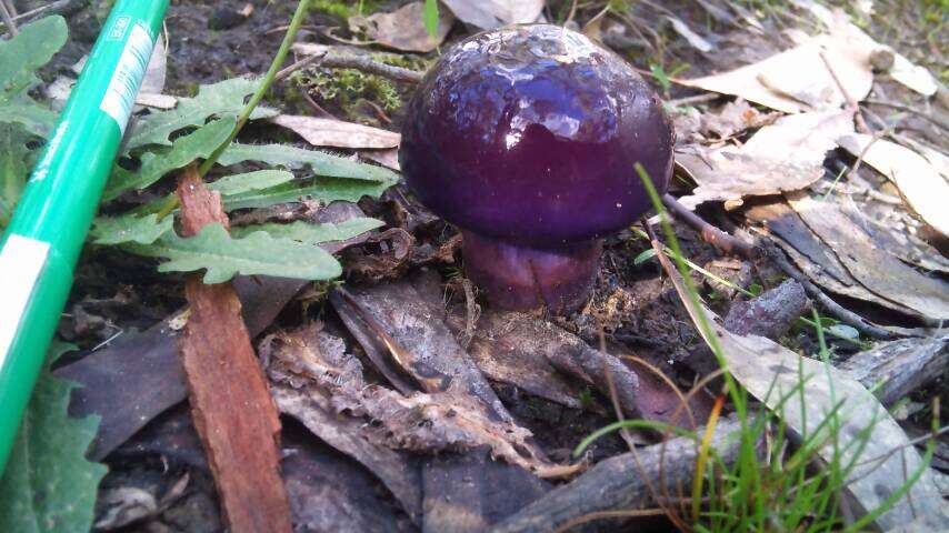 Image of Cortinarius archeri