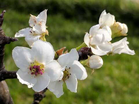 Plancia ëd Pyrus pyrifolia (Burm. fil.) Nakai