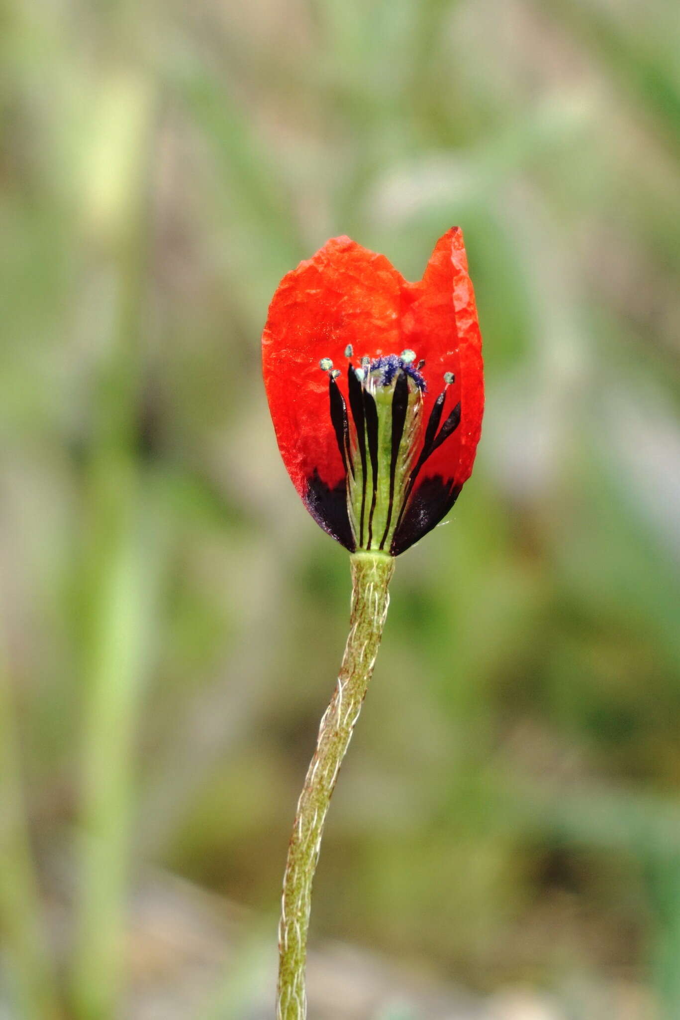 Image of Papaver minus (Bél.) Meikle