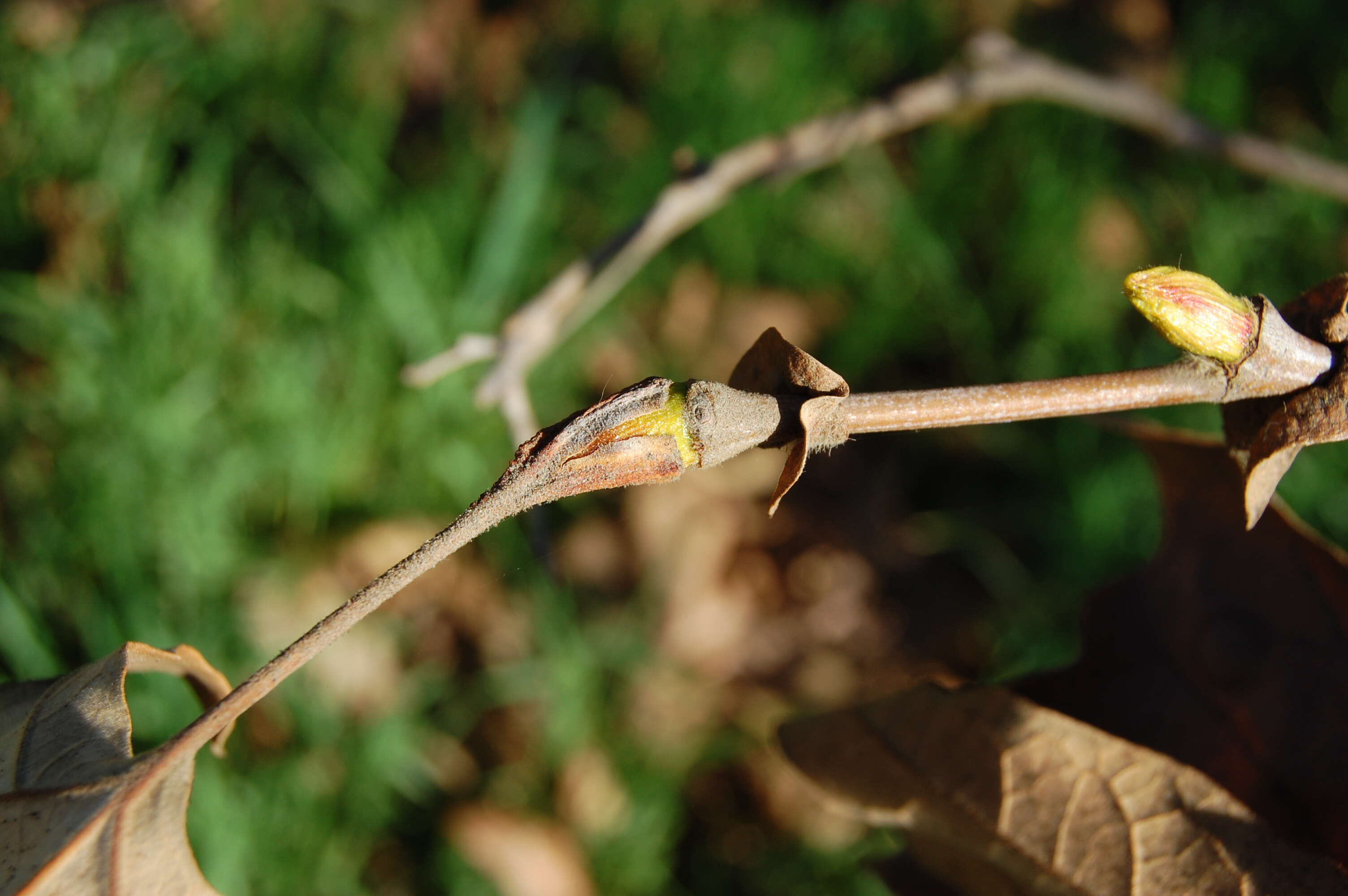 Imagem de Platanus racemosa Nutt. ex Audubon