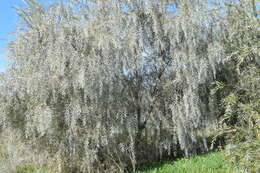 Image of tamarisk