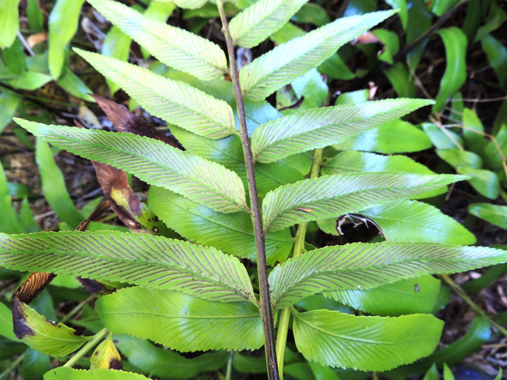 Image of Asplenium oblongifolium Col.