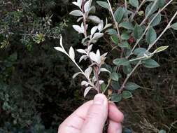 Image of orange cotoneaster