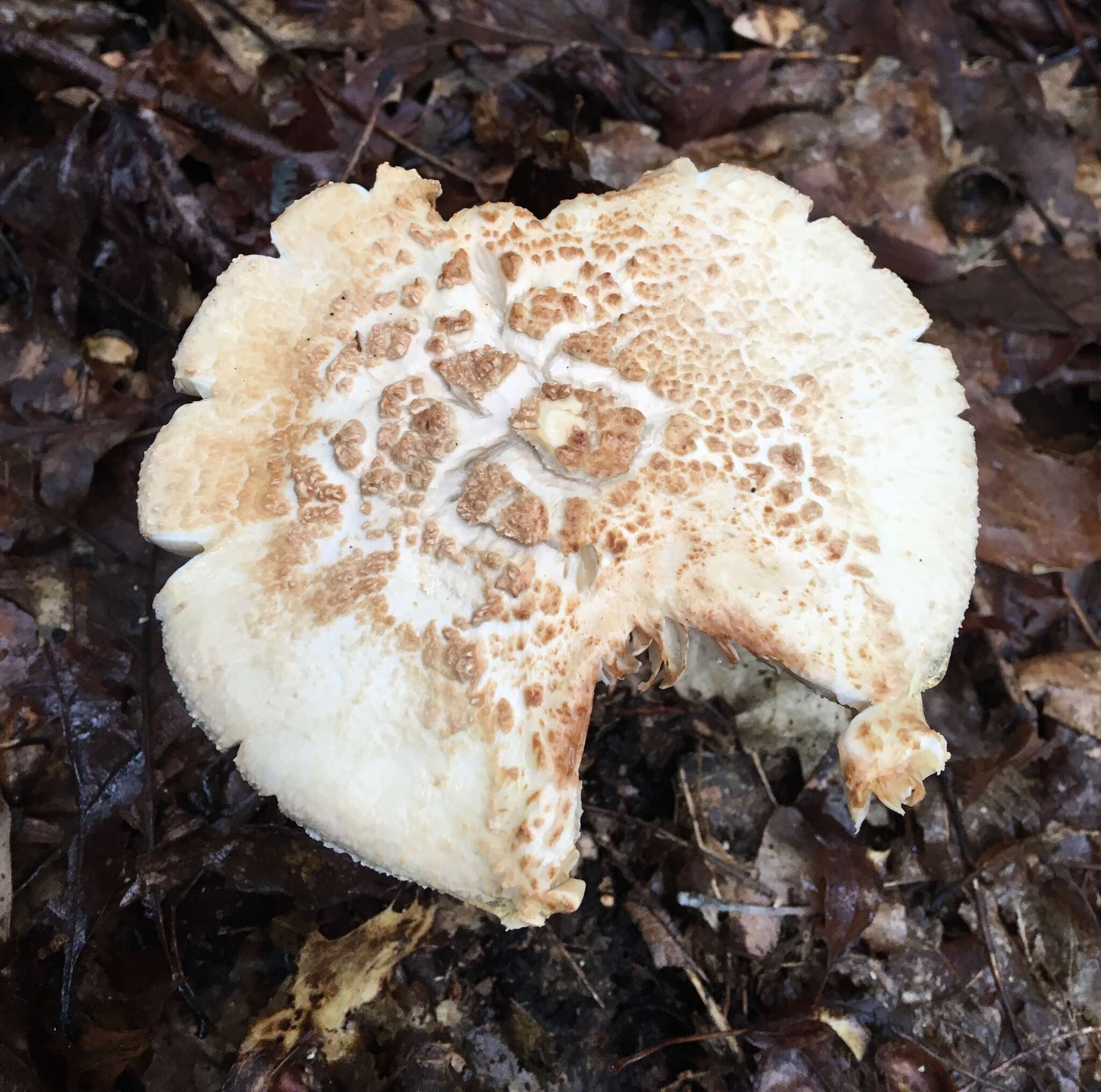 Plancia ëd Amanita subsolitaria (Murrill) Murrill 1941