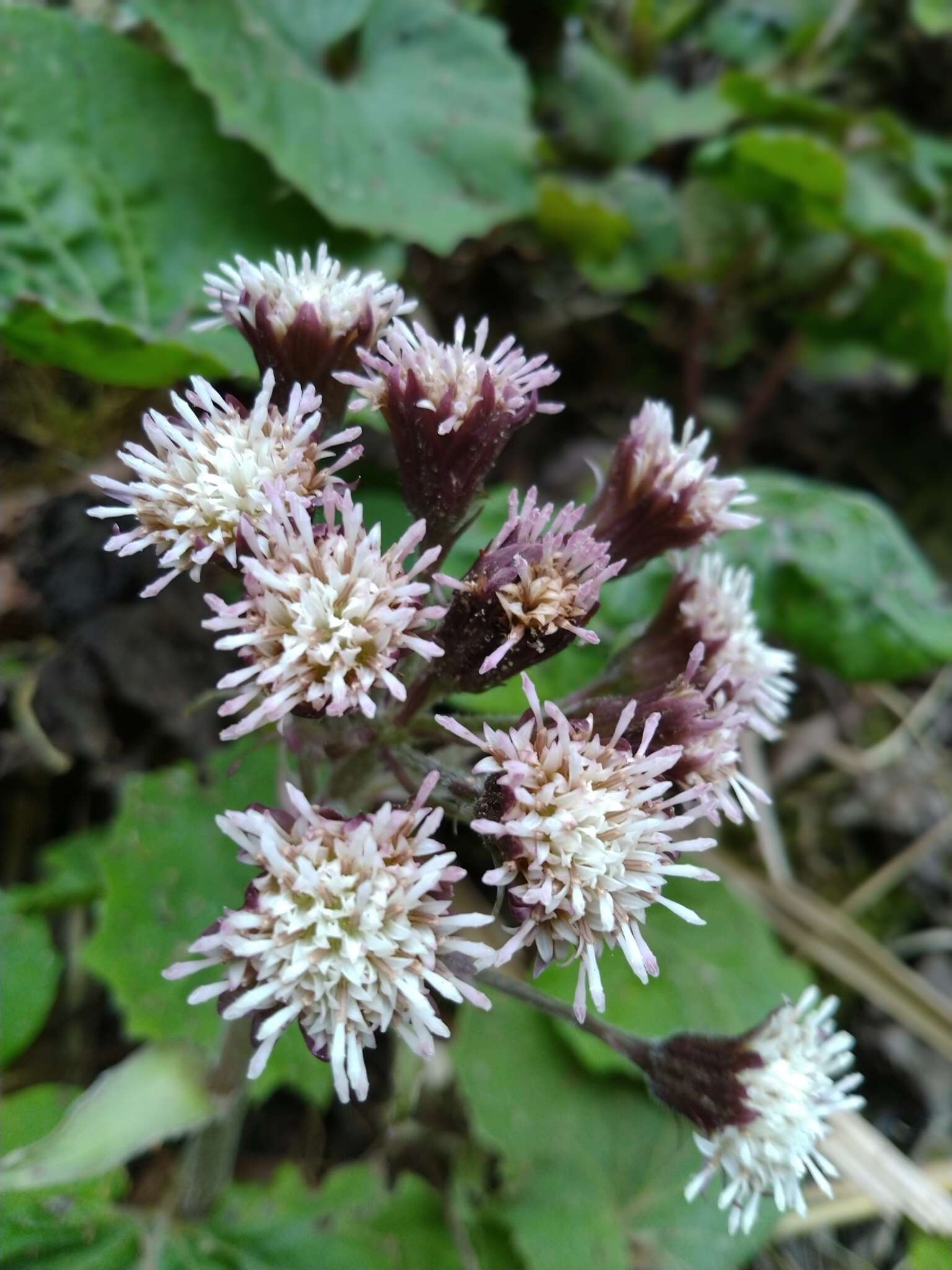 Image of Petasites formosanus Kitam.