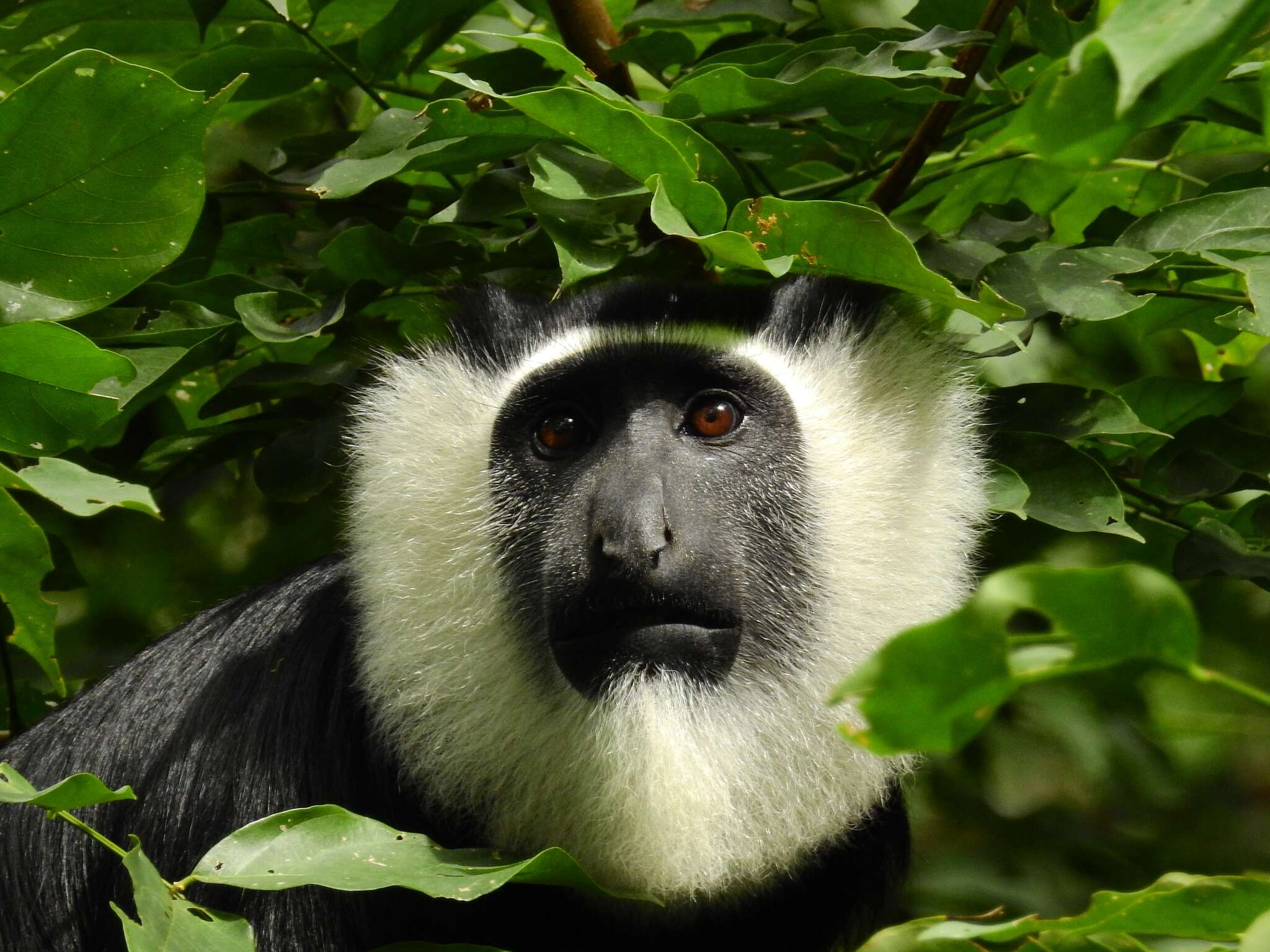 Imagem de Colobus vellerosus (I. Geoffroy Saint-Hilaire 1834)