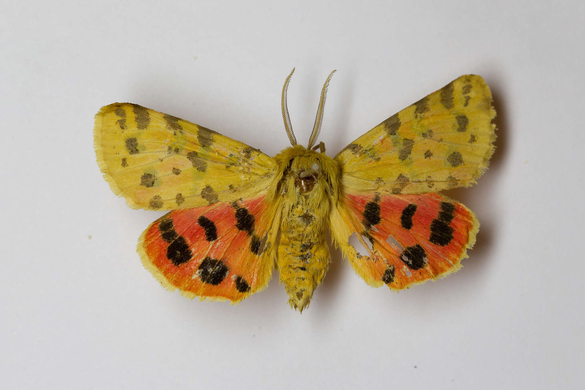 Image of Diacrisia purpurata (Linnaeus 1758)