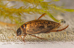 Image of Agabus (Gaurodytes) nebulosus (Forster 1771)