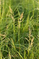 Image of Large-Flower Blue Grass