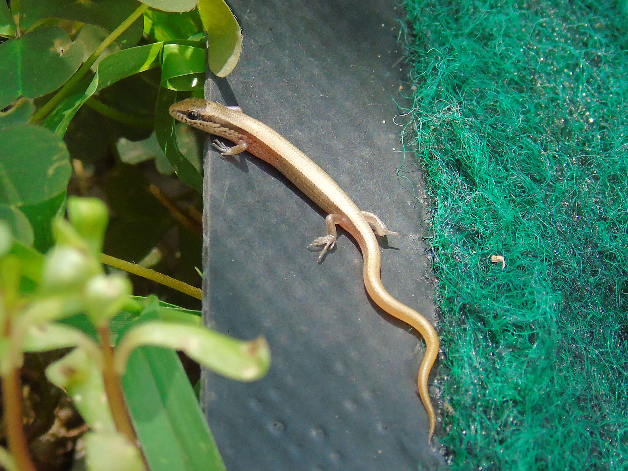 Image of Desert Lidless Skink