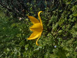 Image of Tulipa sylvestris subsp. sylvestris