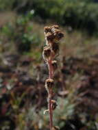 Image of alpine sagebrush