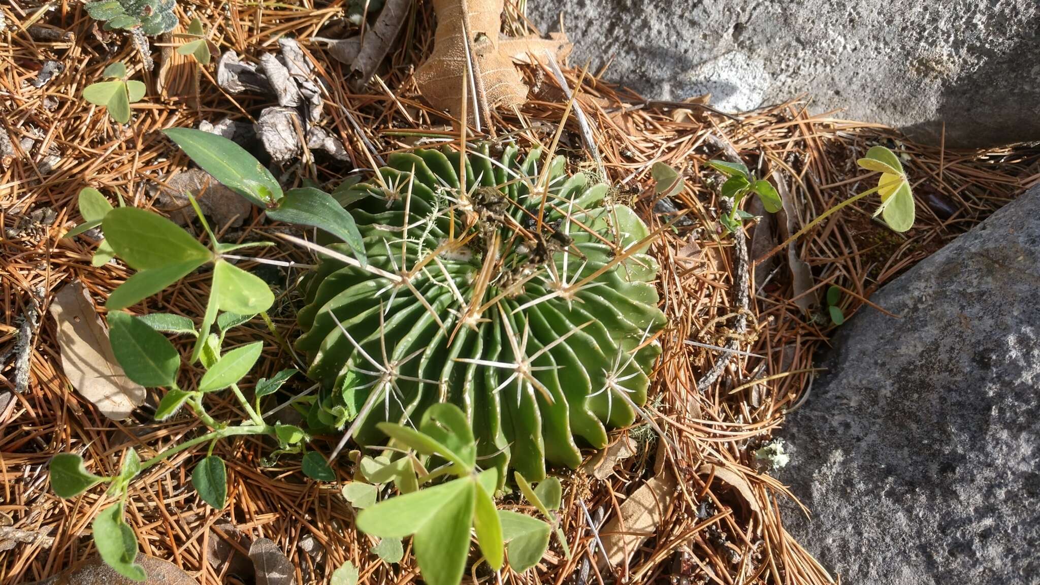 Image of Stenocactus obvallatus (DC.) A. Berger