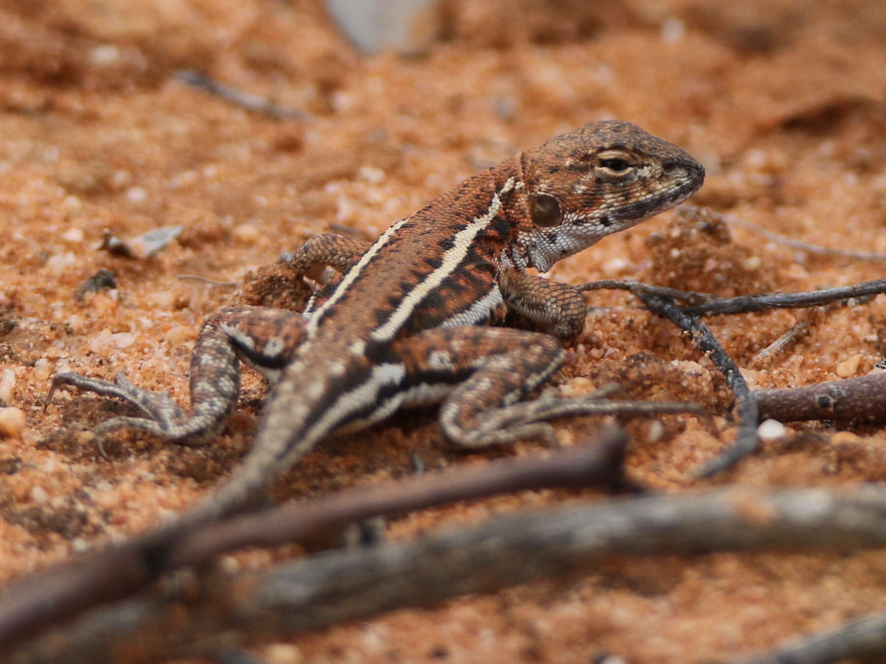 Image of Ctenophorus spinodomus Sadlier, Colgan, Beatson & Cogger 2019