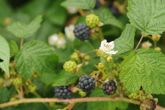 Image of Dewberry