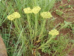 Crassula vaginata subsp. vaginata resmi