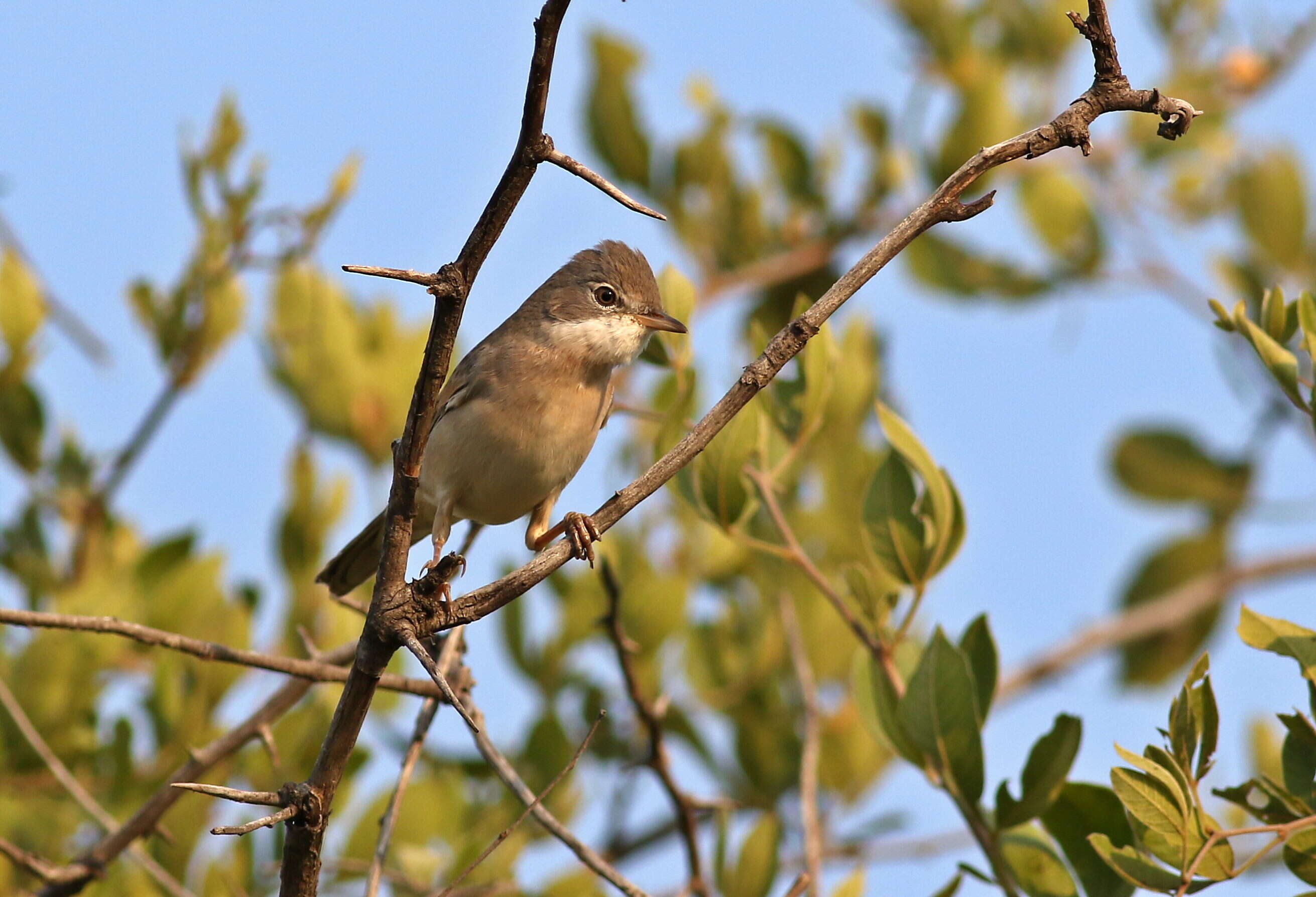 Image of Sylvia communis