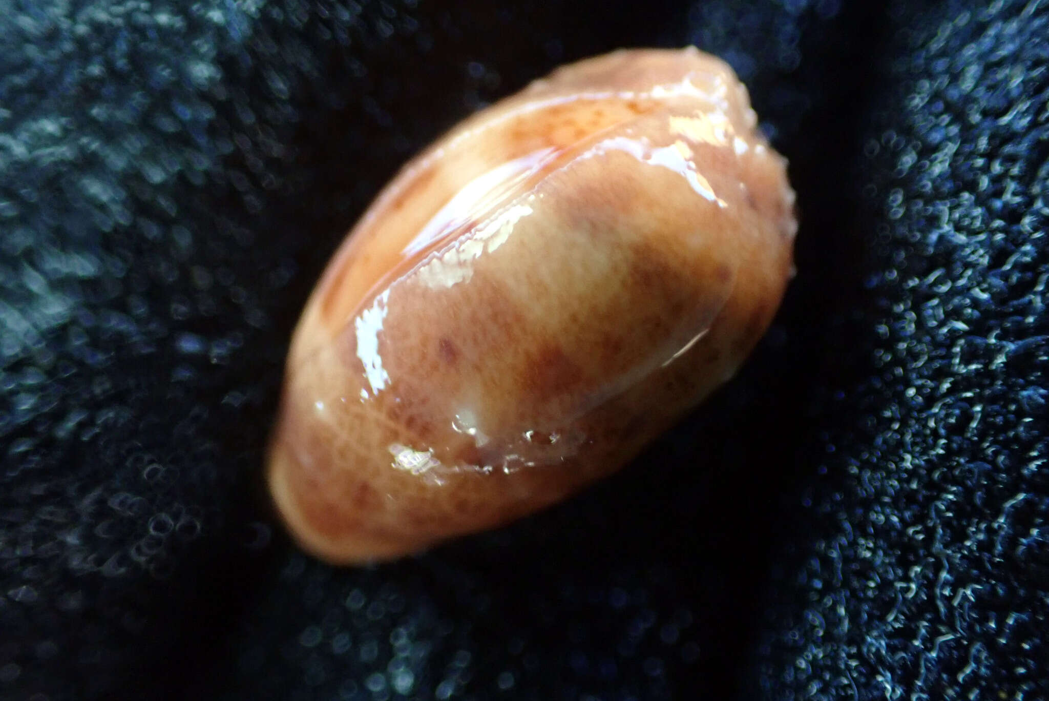 Image of Notocypraea piperita (Gray 1825)