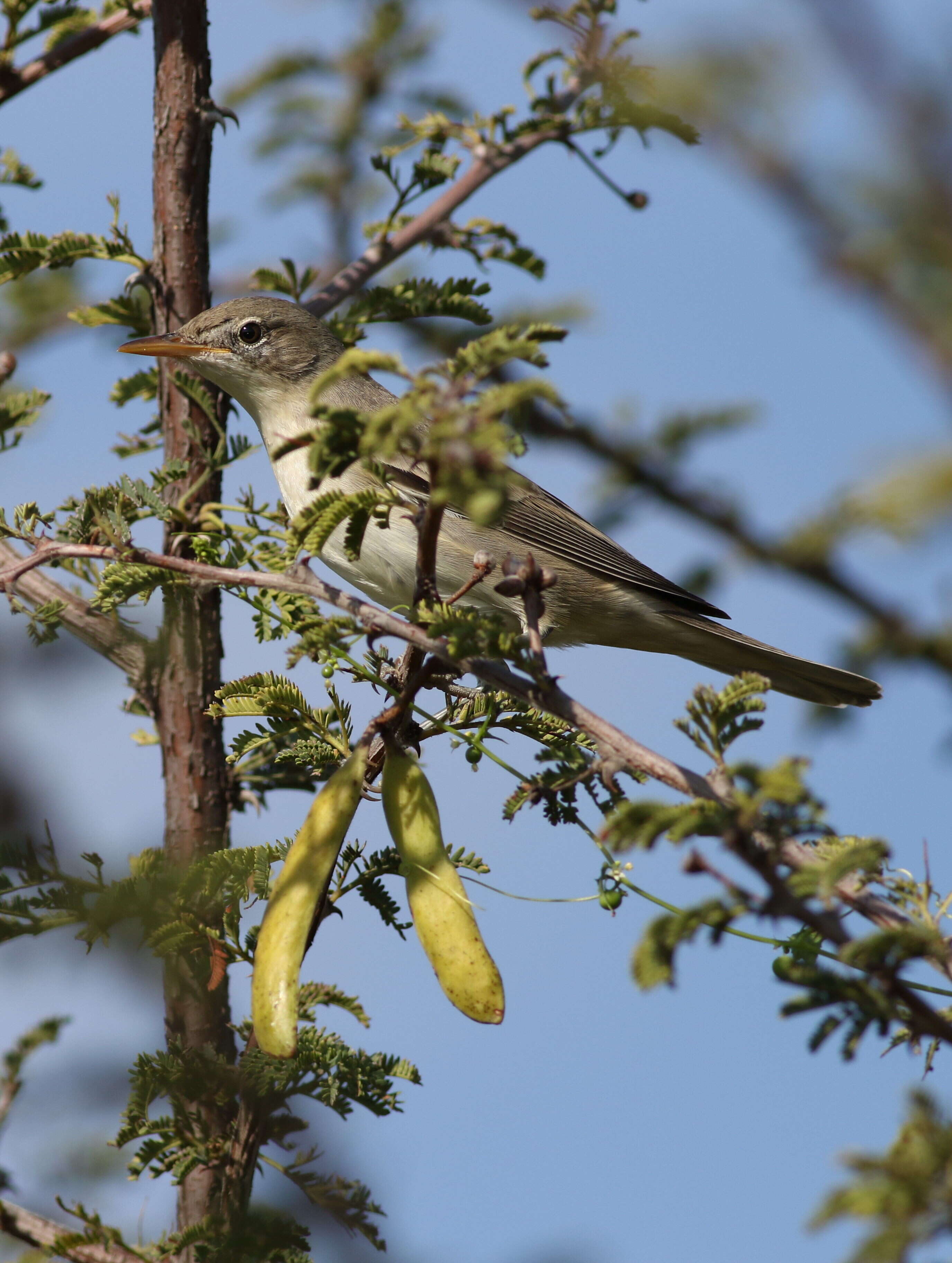 Image of Olive-tree Warbler