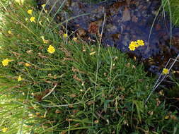 Image of primrose monkeyflower